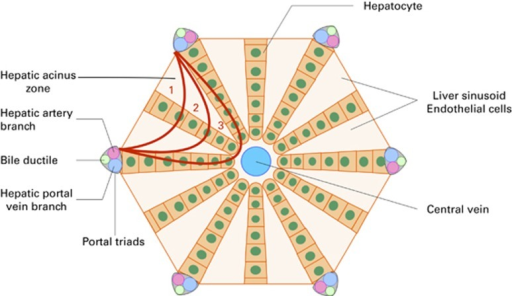 Schematic Representation Of The Hepatic Acinus In Sinu Open I