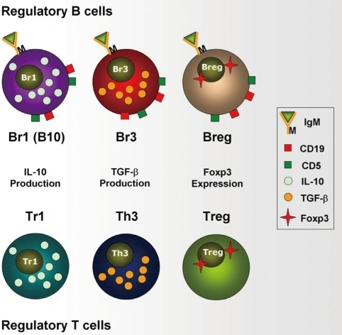 Regulatory B And T Cells. Tr1, Th3, And Regulatory T (T | Open-i