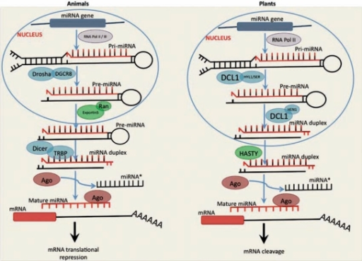 Schematic representation of miRNA biogenesis in animals | Open-i