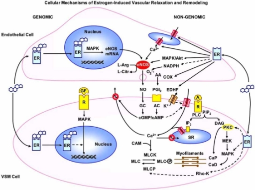 Cellular Mechanisms Of Estrogen-induced Vascular Relaxa 