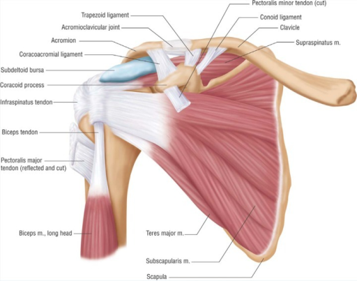 Shoulder Anatomy Anterior Anatomy Drawing Diagram