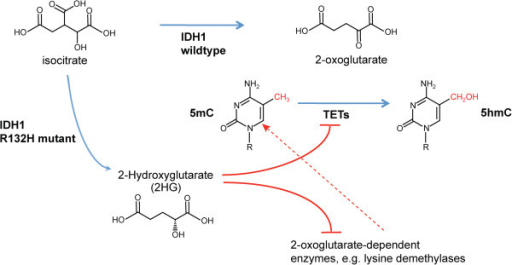 isocitrate dehydrogenase isocitrate dehydrogenase