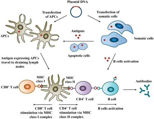 Mechanisms of action of DNA vaccines. Plasmid DNA encod | Open-i