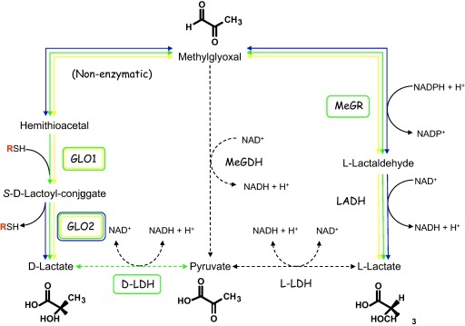 Metabolism of methylglyoxal in trypanosomatids. In T. c | Open-i