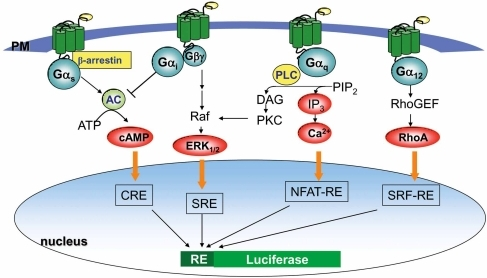 Schematic diagram showing major GPCR signaling pathways | Open-i