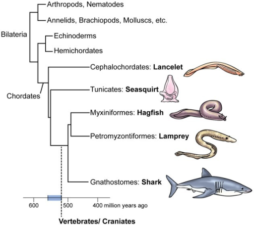 Tree and timeline of the evolution of vertebrates. Note | Open-i