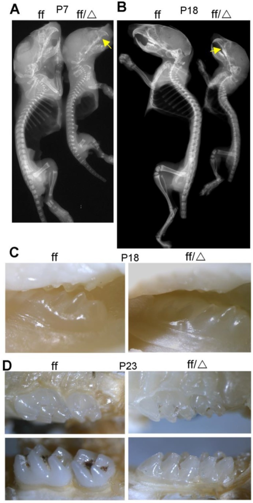 Collagen P18