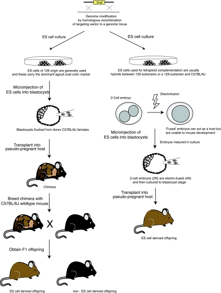 Mutant Mice Can Be Generated Either By Microinjection O | Open-i