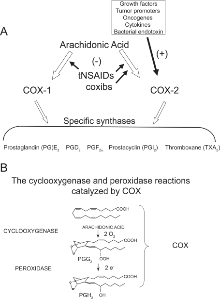 Pathways of prostanoid biosynthesis. (A) Prostanoids (P ...