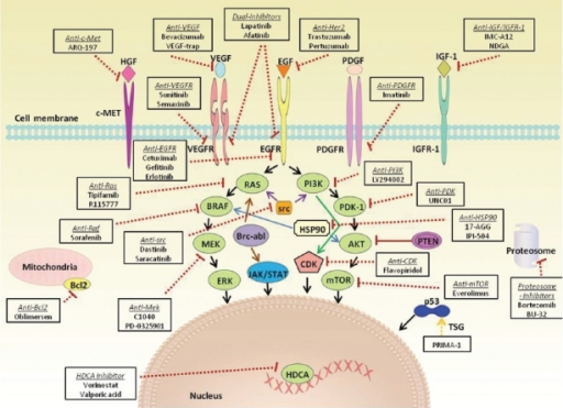 Overview intracellular signal transduction pathways inv | Open-i