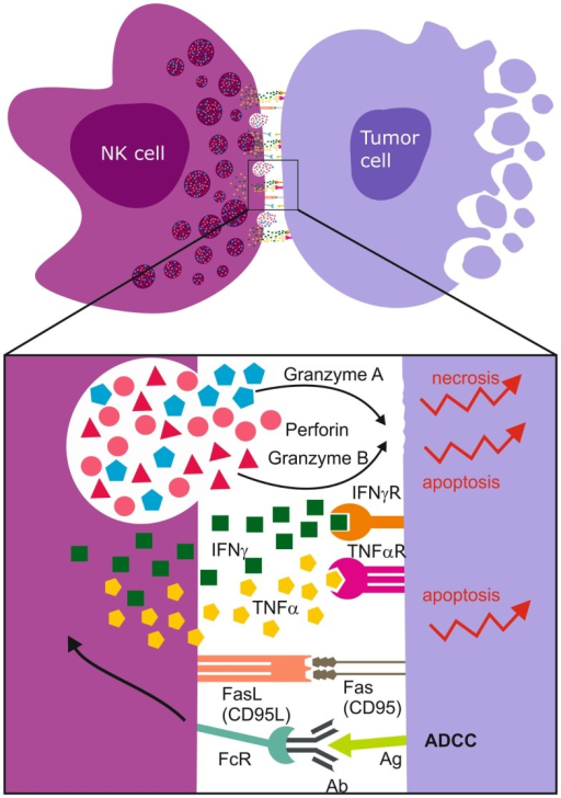 Immunological Synapse And NK Cell Mediated Cell Death. | Open-i