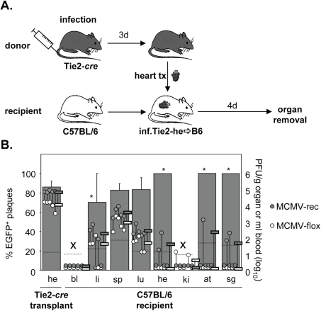 Dissemination of EC- and non-EC-derived MCMV from heart | Open-i