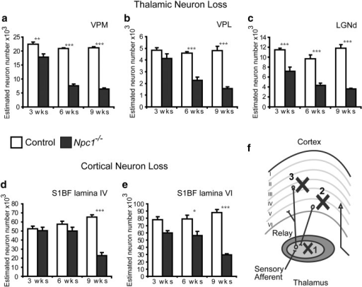 Sequential Neuron Loss In The Thalamocortical System Of Open I
