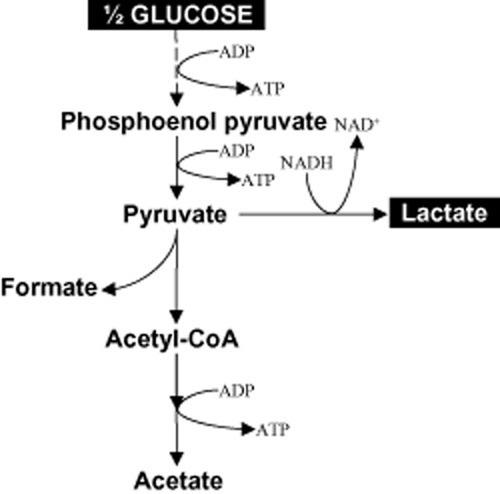 Proposed metabolic pathway for lactate production from | Open-i