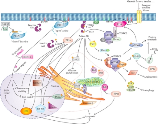 PI3K signalling pathway: The phosphatidylinositol 3-kin | Open-i