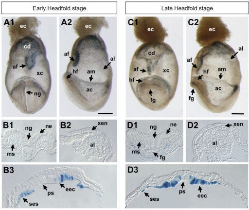 BRE-gal reporter activity in mouse embryos at headfold | Open-i