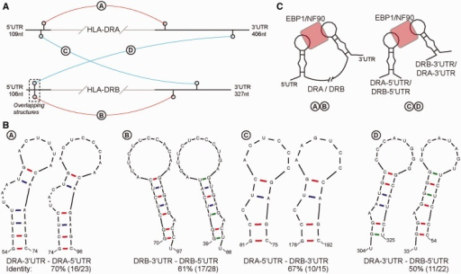 Secondary structure clearance motifs