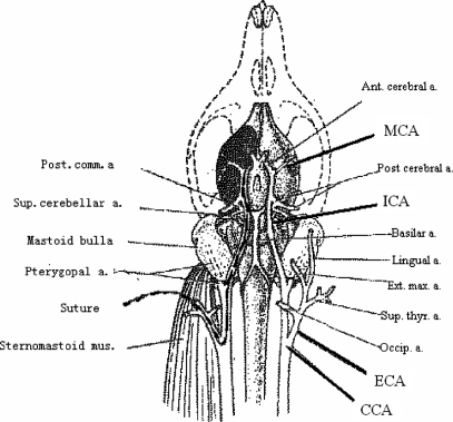 Schematic diagram illustrates extra-intercranial vascul | Open-i