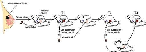 Derivation Of Patient Derived Xenograft Models Of Human Open I