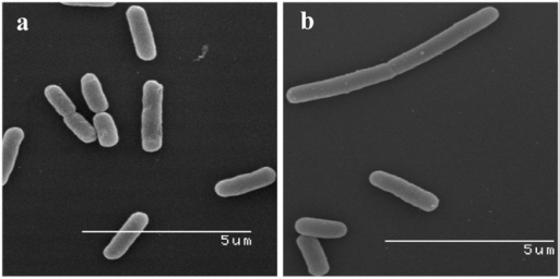 Sem Images Of E Coli And B Subtilis Treated With Flow Open I