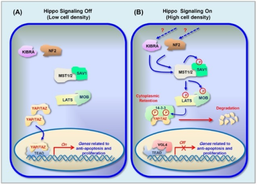 Hippo Signaling Pathway. Schematic Diagram For The Core | Open-i