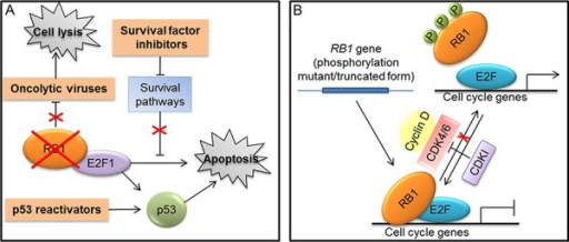 Strategies targeting RB1 for cancer treatmentA. Approac | Open-i