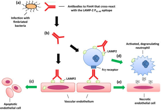 antibody cross reactivity