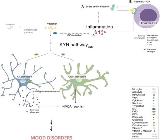 Vitamin D and its receptor (VDR) in the cytokine-mediat | Open-i