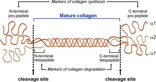 Structure of collagen molecule. Pro-collagen is compris | Open-i