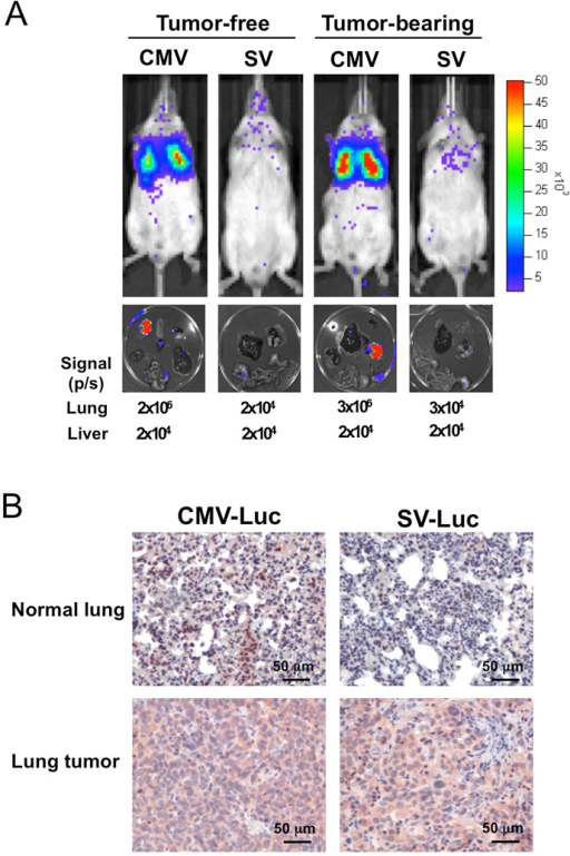 Survivin Visa Vector Selectively Expressed Luciferase I Open I