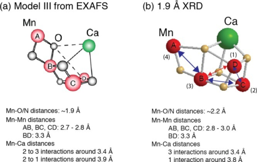 Structural Models Forthe Mn4cao5 Clusterfrom A The Po Open I Structural Models Forthe Mn4cao5 Clusterfrom A The Po Open I