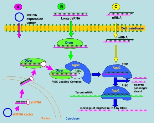 Mechanism of RNA interference (RNAi). Only core components of the RISC ...