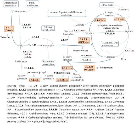 Part Of The Arginine And Proline Metabolism Scheme Obta Open I