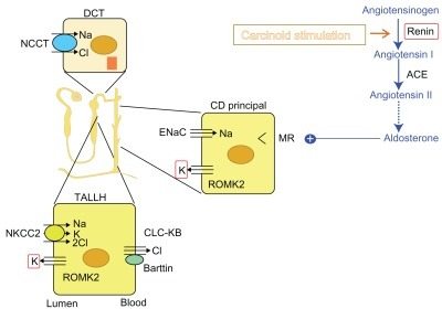 The renin-angiotensin-aldosterone axis and molecular pa | Open-i