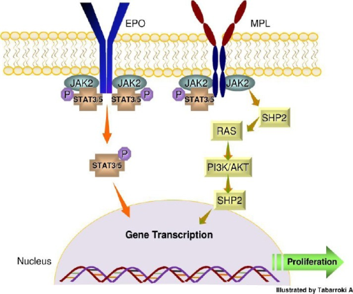 Jak2 Receptor Signaling And Activation Of Stat Pathway The Binding Of