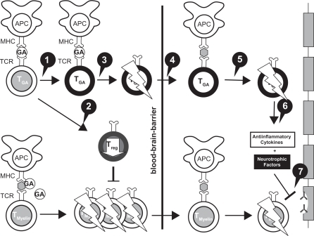 Mechanisms of action of glatiramer acetate (GA) in MS.R Mechanisms of action of glatiramer acetate (GA) in MS.R