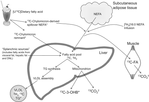 Overview of hepatic fatty acid partitioning using stabl | Open-i