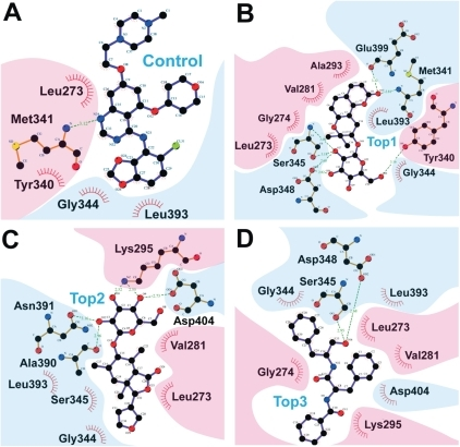 large hydrophobic amino acids large hydrophobic amino acids