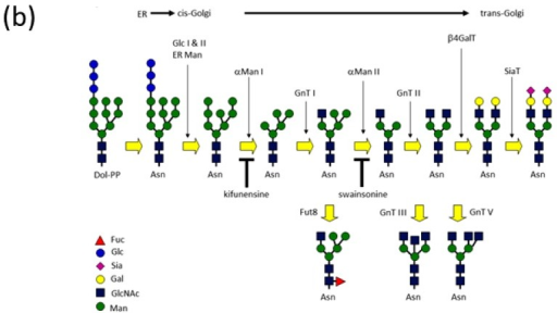 (a) Representative chemical structures of high-mannose | Open-i