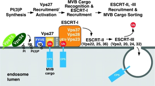 Model for compartment specification of Ub-dependent sorting into MVB vesicles. The Vps15/Vps34 complex synthesizes PI(3)P on endosomal membranes. The class E Vps protein Vps27 is targeted to PI(3)P- containing endosomal membranes via its FYVE domain (dark blue) where it can bind ubiquitinated MVB cargo via its UIM motifs (yellow). Vps27 subsequently recruits/activates ESCRT-I (orange) on endosomes. Ubiquitinated cargo (such as pCPS) is recognized by ESCRT-I (via the Ub E2 variant domain of Vps23), which initiates cargo entry into MVB vesicles. The action of a number of additional class E Vps proteins (ESCRT-II and ESCRT-III) is required for not only the function of this pathway but also for recruiting the deubiquitinating enzyme to remove Ub from cargo before its entry into invaginating vesicles. The concerted action of these proteins results in the sorting of cargo into the MVB pathway.