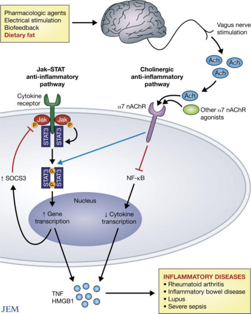 Activation of the vagus nerve leads to the release of a | Open-i