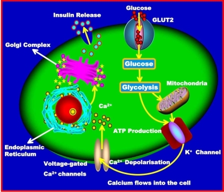 Insulin synthesis