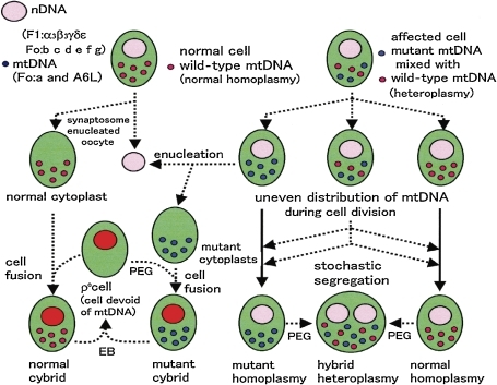 Homoplasmy, heteroplasmy, cytoplasts and ρo cells.87) | Open-i