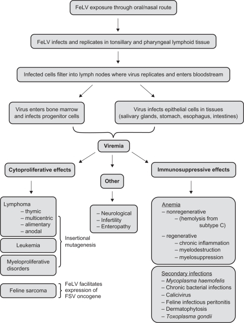 Pathogenesis of feline leukemia virus (FeLV) showing co | Open-i