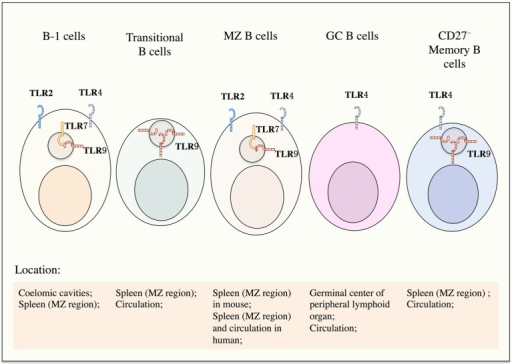 TLR Signals In B Cell Subpopulations. B-1 Cells, Transi | Open-i