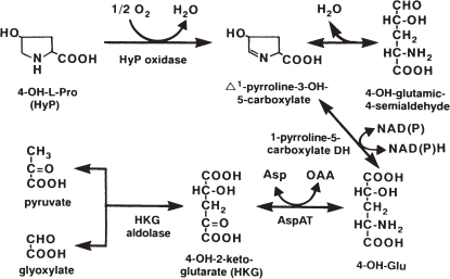 organelle gluconeogenesis Catabolic in L pathway mitochondria. AspAT hydroxyproline of