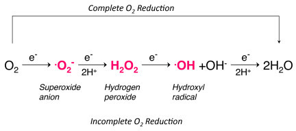 Complete And Incomplete Reduction Of Molecular Oxygen. | Open-i