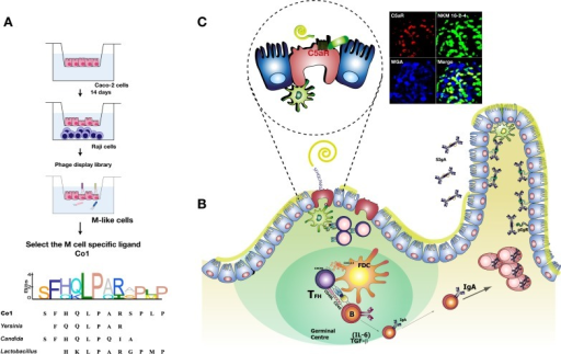 The Co1 M cell-targeting ligand is able to induce antig | Open-i