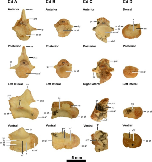 Caudal Vertebrae In Humans