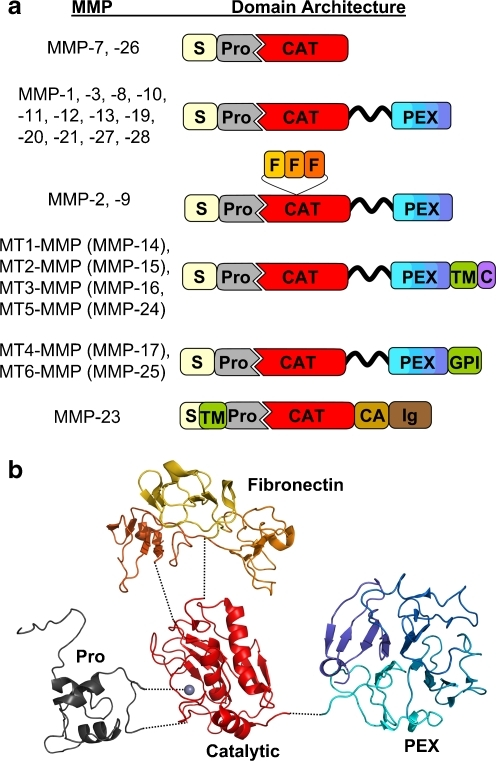 MMP domain structure and protein fold. a The various do | Open-i